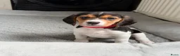 Beagle dogs for sale: Beagle puppies 🐶🐾 - Advert 9
