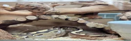 Python Snake reptiles for sale: Butter-belly ball python and full set up - Advert 4
