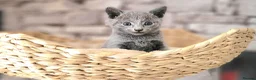 Russian Blue cats for sale: Pure Russian Blue kittens for sale 💙  - Advert 10