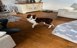 Border Collie dogs for sale: Border collie chocolate & white bitch 6 months old - Advert 5