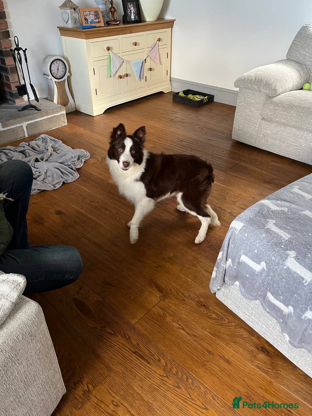 Border Collie dogs for sale: Border collie chocolate & white bitch 6 months old - Advert 5