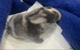 Mini Lop rabbits for sale: Gorgeous mini lop babies - Image 3