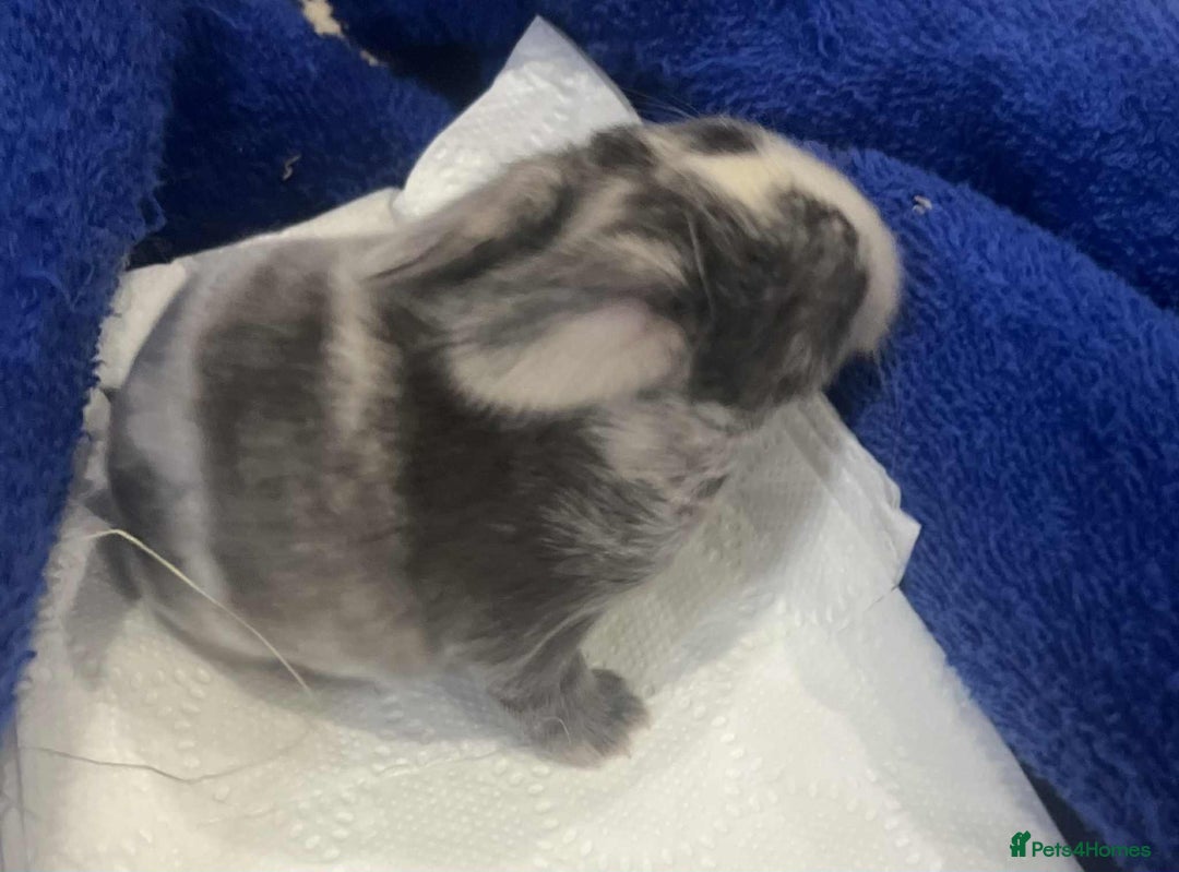 Mini Lop rabbits for sale: Gorgeous mini lop babies - Image 3