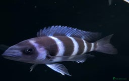 Cichlids fish for sale: 1stGen Tank Bred Frontosa Blue Zaire Moba  - Image 2
