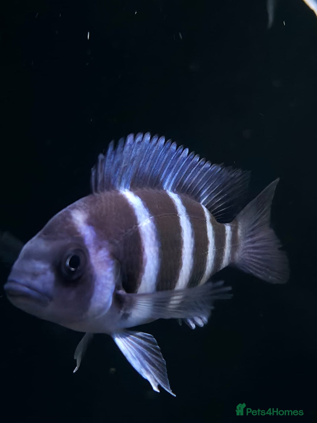 Cichlids fish for sale: 1stGen Tank Bred Frontosa Blue Zaire Moba  - Image 2