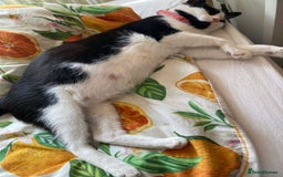 Domestic Shorthair cats for sale: Rescued kittens  - Image 2
