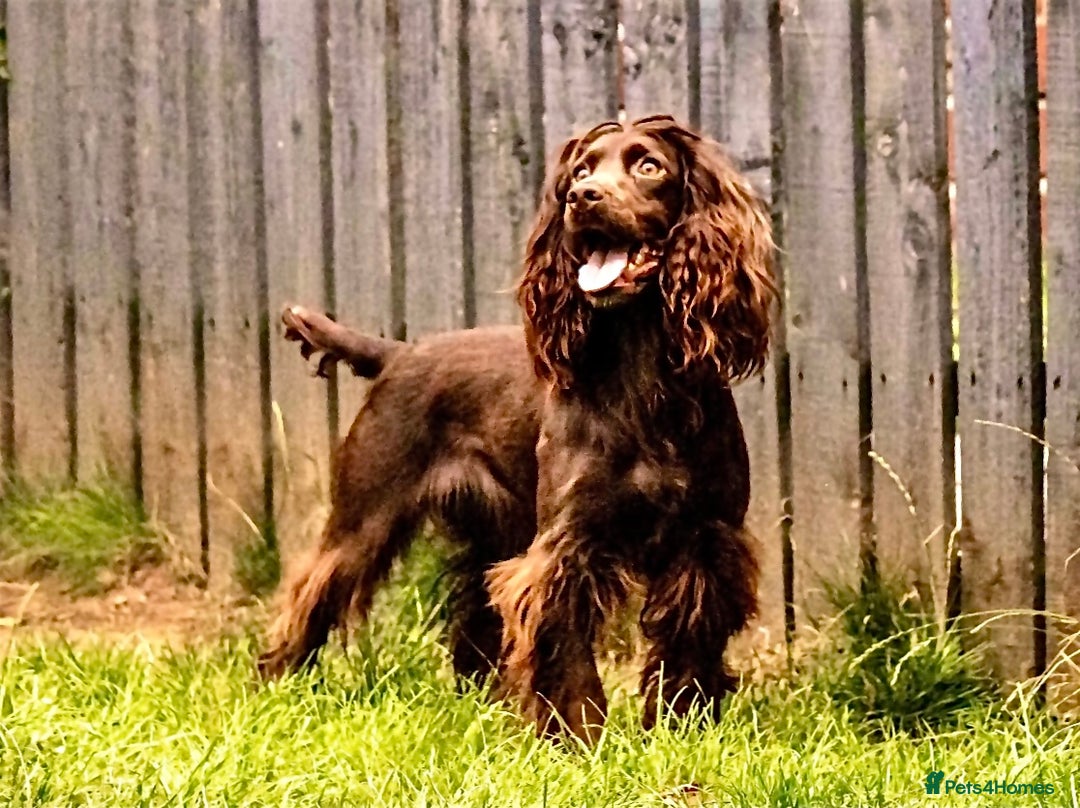 Cocker Spaniel dogs for sale: Cocker spaniel puppies  - Image 4