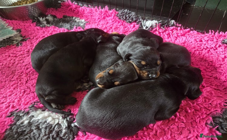 Dobermann dogs - Advert 10