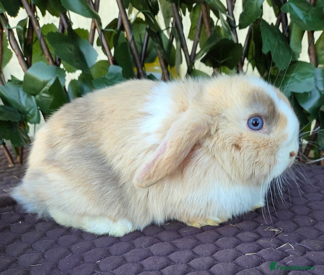 Mini Lop rabbits for sale: Pure mini lop babies  - Advert 31