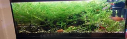 Other/Mixed Breed fish for sale: 10-year established jungle tank due t  in Hove - Advert 5