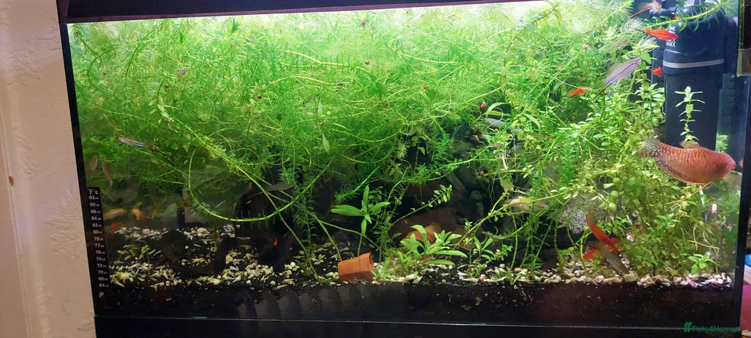 Other/Mixed Breed fish for sale: 10-year established jungle tank due t  in Hove - Advert 5