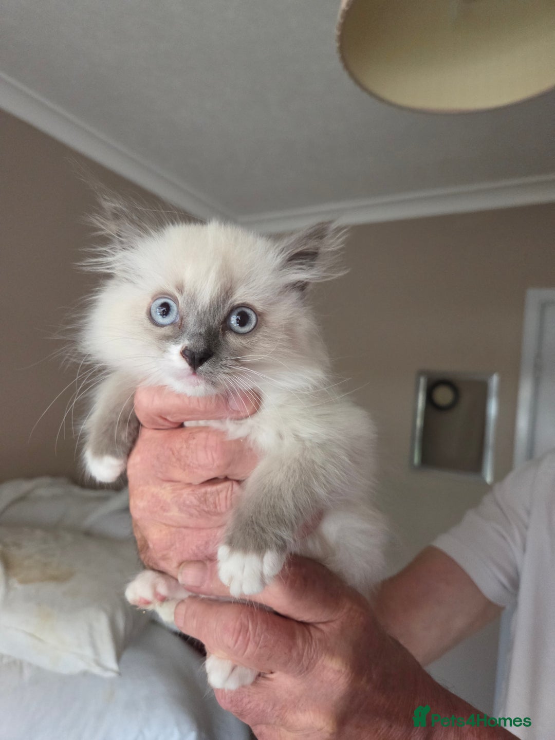 Ragdoll cats for sale: Ragdoll cross Somali kittens  - Image 13