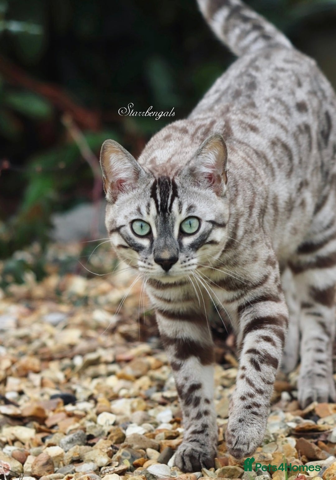 Bengal cats for sale: 🌟Pedigree bengal kittens🌟 - Advert 18