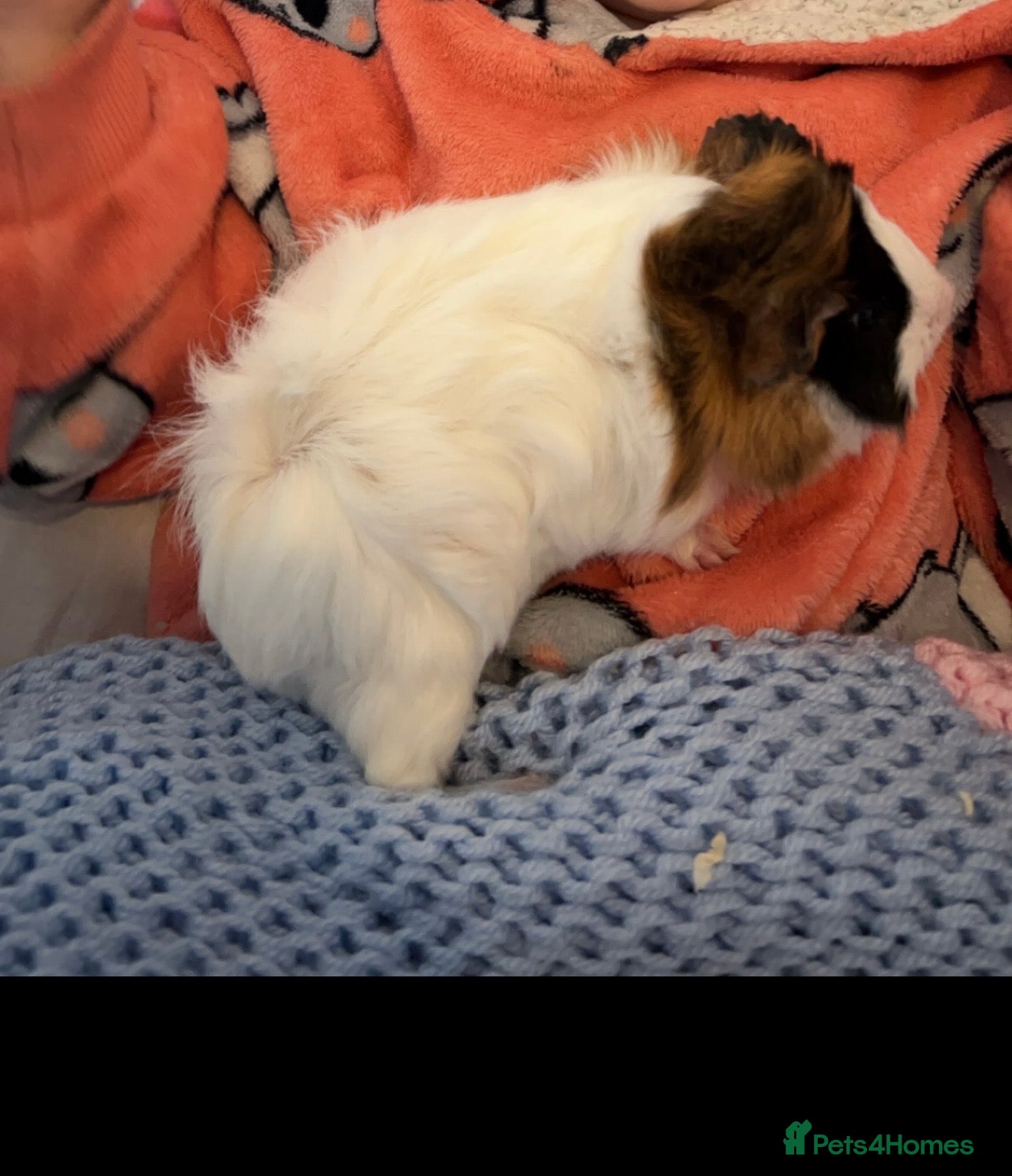 Guinea Pig rodents 2 female and 1 male  - Advert 2