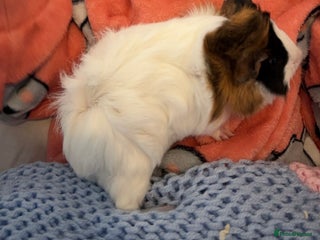 Guinea Pig rodents 2 female and 1 male - Advert 7