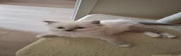 Ragdoll cats for sale: Stunning Ragdoll kittens  - Advert 10