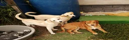 Mixed Breed dogs for adoption: 💙PRINCE💙 7 mo old affectionate small puppy boy in Coventry - Advert 5