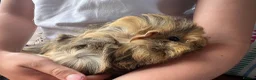 Guinea Pig rodents for sale: Baby guinea pigs for sale - Advert 3