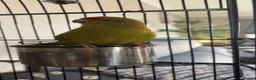 Parakeets birds for sale: parakeet parrot  in Wakefield - Advert 1