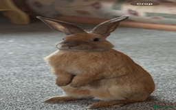 Mixed Breed rabbits for sale: Male Rabbit - Image 1