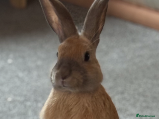 Mixed Breed rabbits - Advert 4