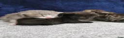 Siberian cats for sale: Registered Siberian Kittens  - Advert 11