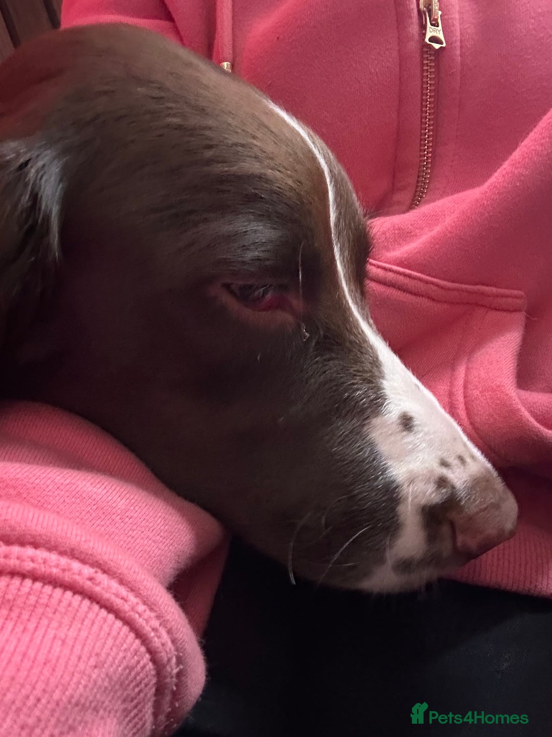 English Springer Spaniel dogs for sale: English Springer Spaniel For Sale - Advert 2