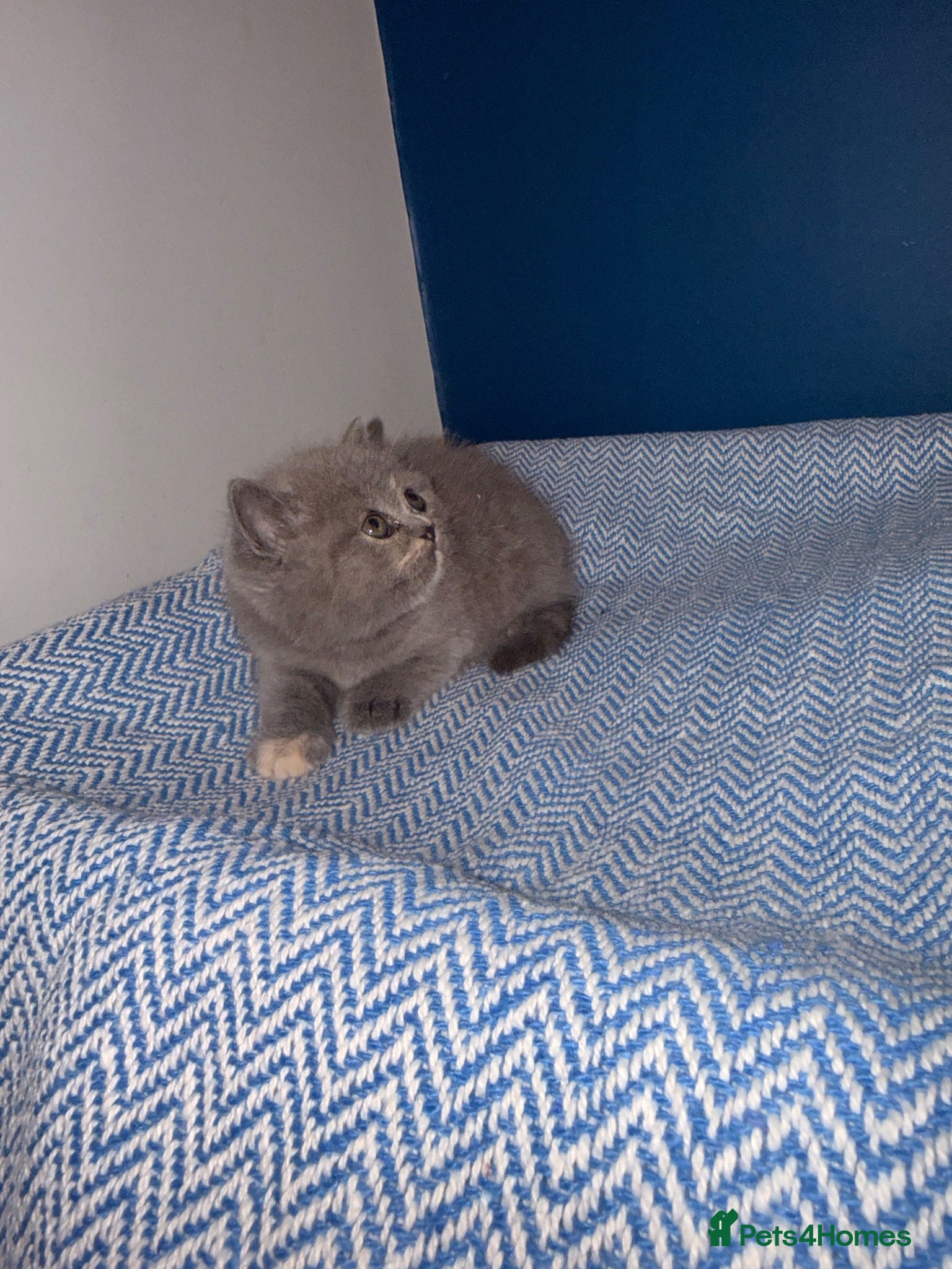British Shorthair cats GCCF REGISTERED BRITISH SHORTHAIRS  - Advert 2