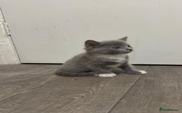 Russian Blue cats for sale: Kitchens  - Image 2