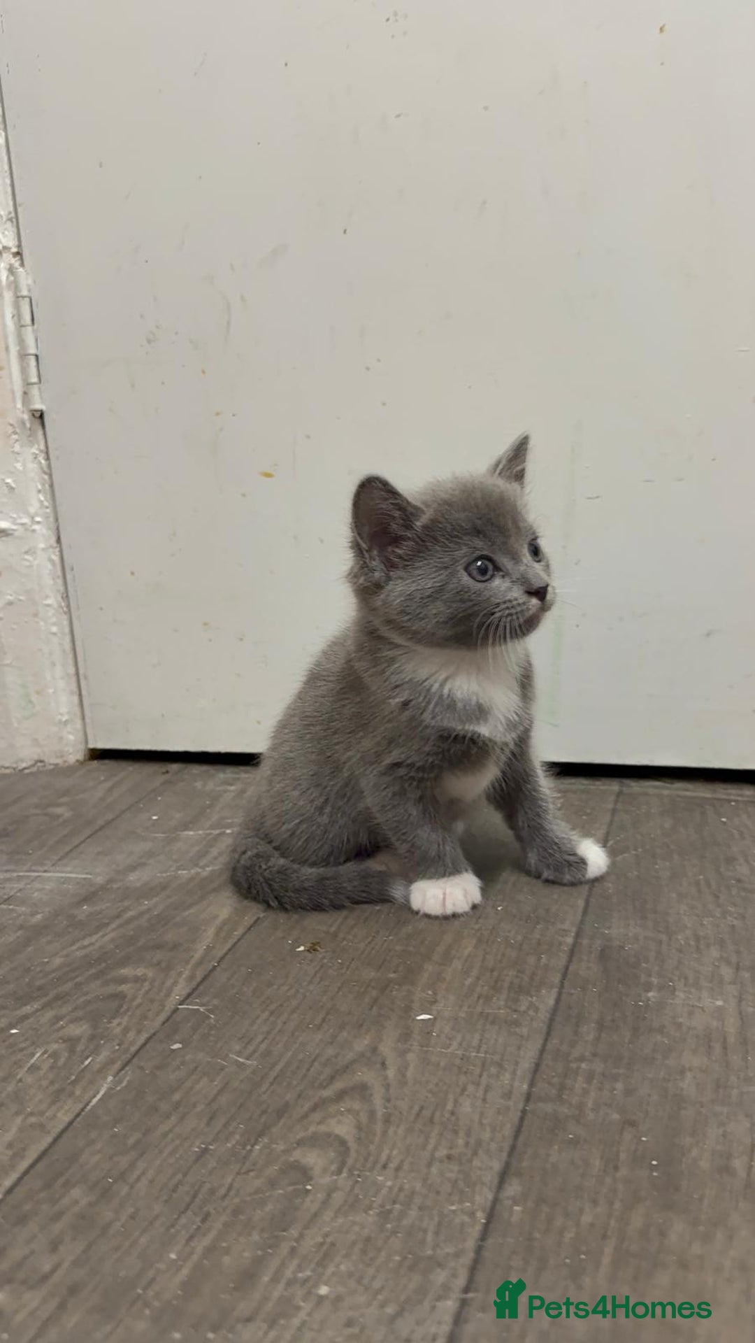 Russian Blue cats for sale: Kitchens  - Image 2