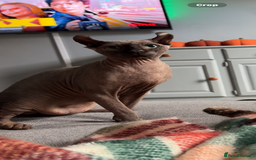 Sphynx cats for sale: 13 month old male elf sphynx  - Advert 3