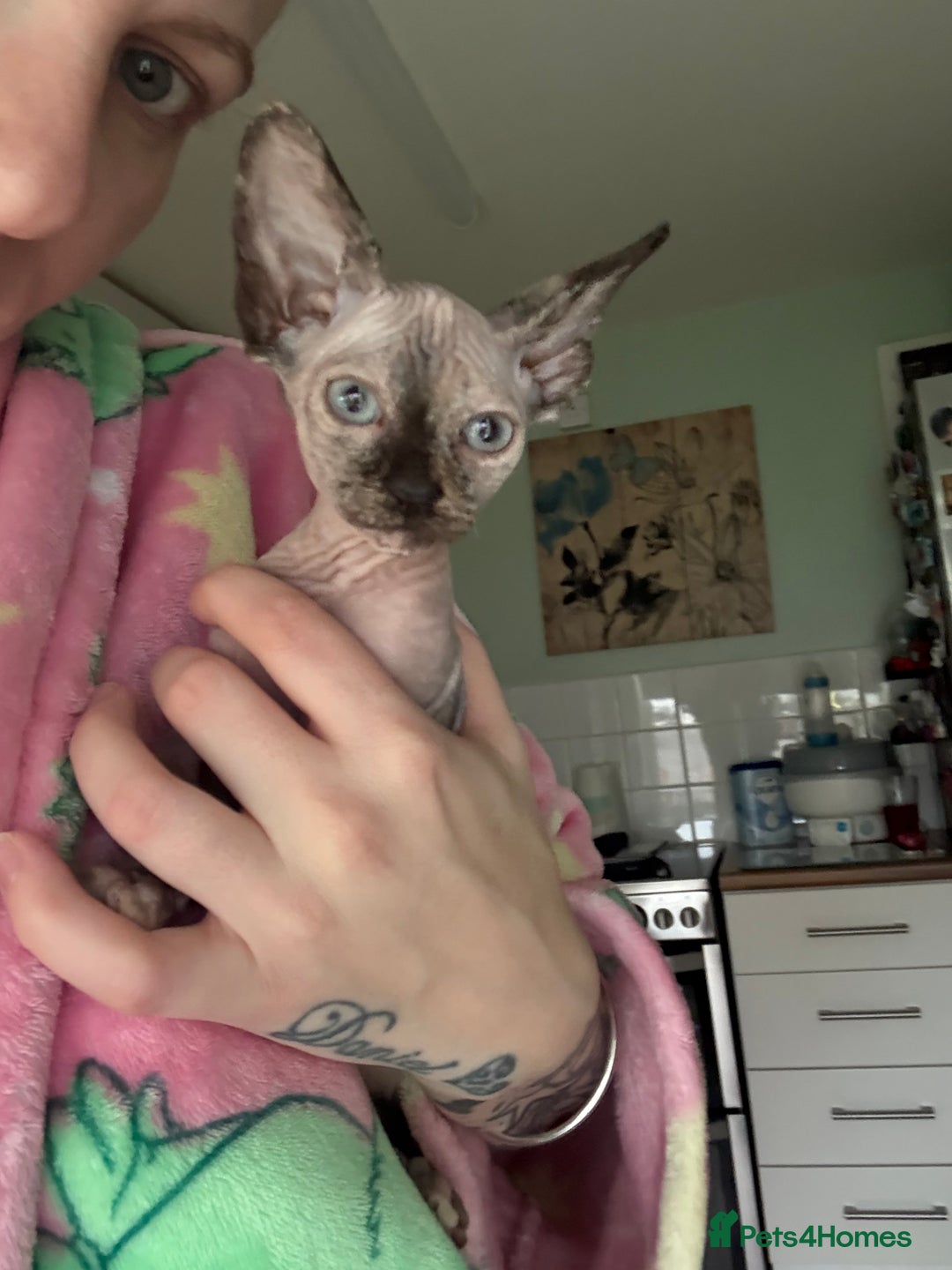 Sphynx cats for sale: Female bambino Sphynx  - Advert 2