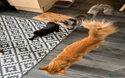 Maine Coon cats for sale: Ginger Maine coon boy - Image 4