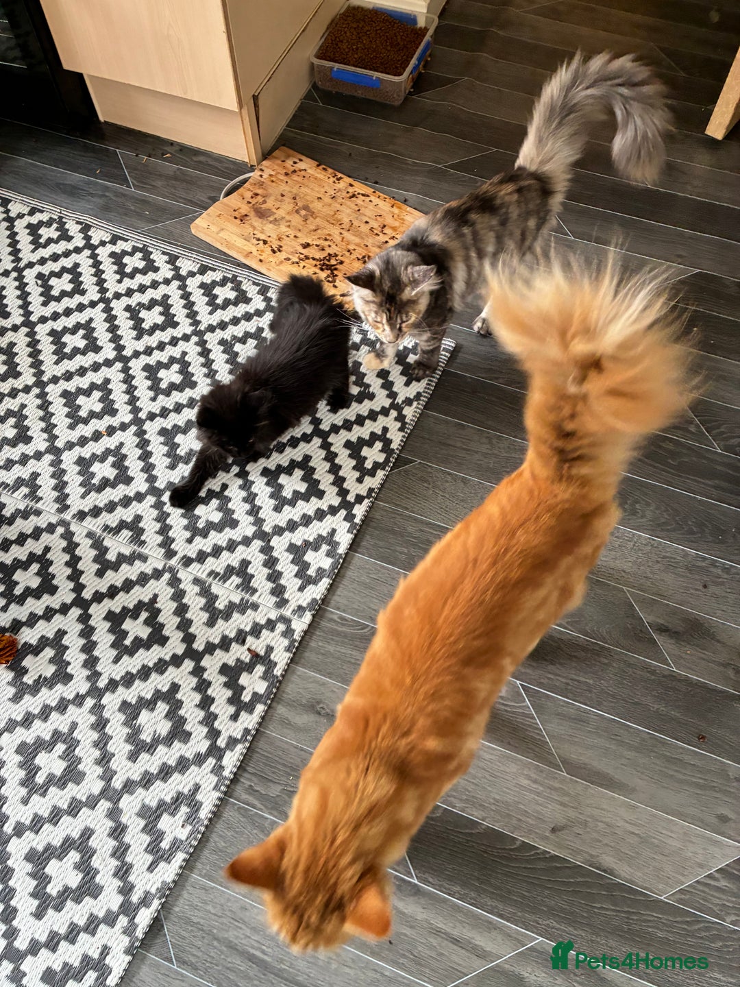 Maine Coon cats for sale: Ginger Maine coon boy - Image 4