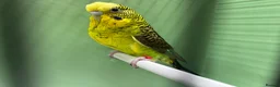 Budgerigars birds for sale: Black face and black wing proven pair  - Advert 5