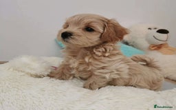 Maltipoo dogs for sale:  Beautiful Toy/Mini Maltipoo Puppies! - Image 6