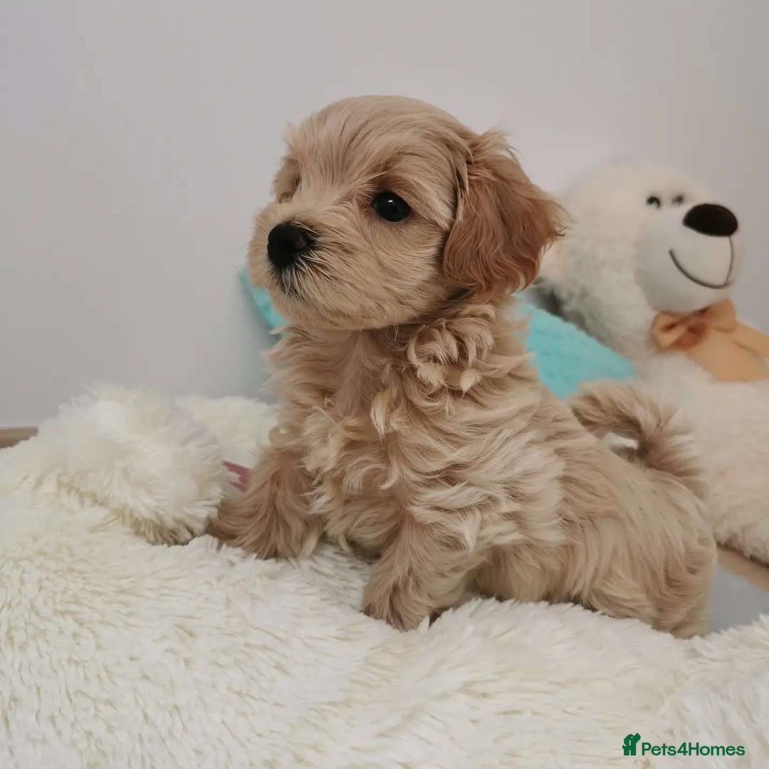 Maltipoo dogs for sale:  Beautiful Toy/Mini Maltipoo Puppies! - Image 6