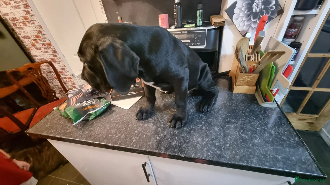 Cane Corso dogs for sale: Cane corso puppies for sale - Advert 5