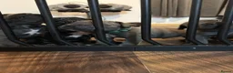 Cane Corso dogs for sale: Cane Corso Puppies for sale  in Hull - Advert 14