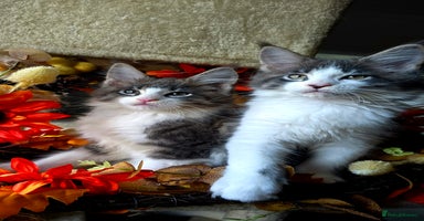 Maine Coon cats - Advert 8