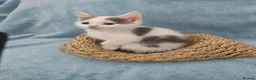 Mixed Breed cats for sale: Beautiful Kittens Videos in Barnsley - Advert 9