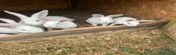 Mixed Breed rabbits for sale: Rabbits for sale  - Advert 4