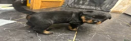 Rottweiler dogs for sale: *** Pedigree Rottweiler puppies ready in 2 wks*** - Advert 3