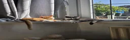 British Shorthair cats for sale: Ginger tabby kitten - Advert 3