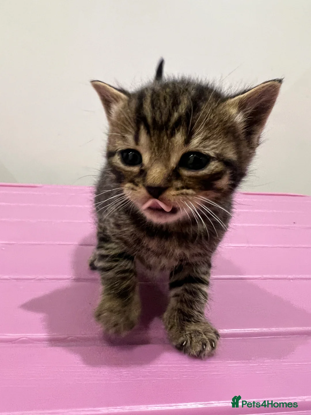 British Shorthair cats for sale: 9 Beautiful British S H/Bengal kittens - Advert 2