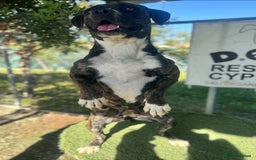 Mixed Breed dogs for adoption: Elle - 4 years old, Gorgeous Brindle Girl - Image 6