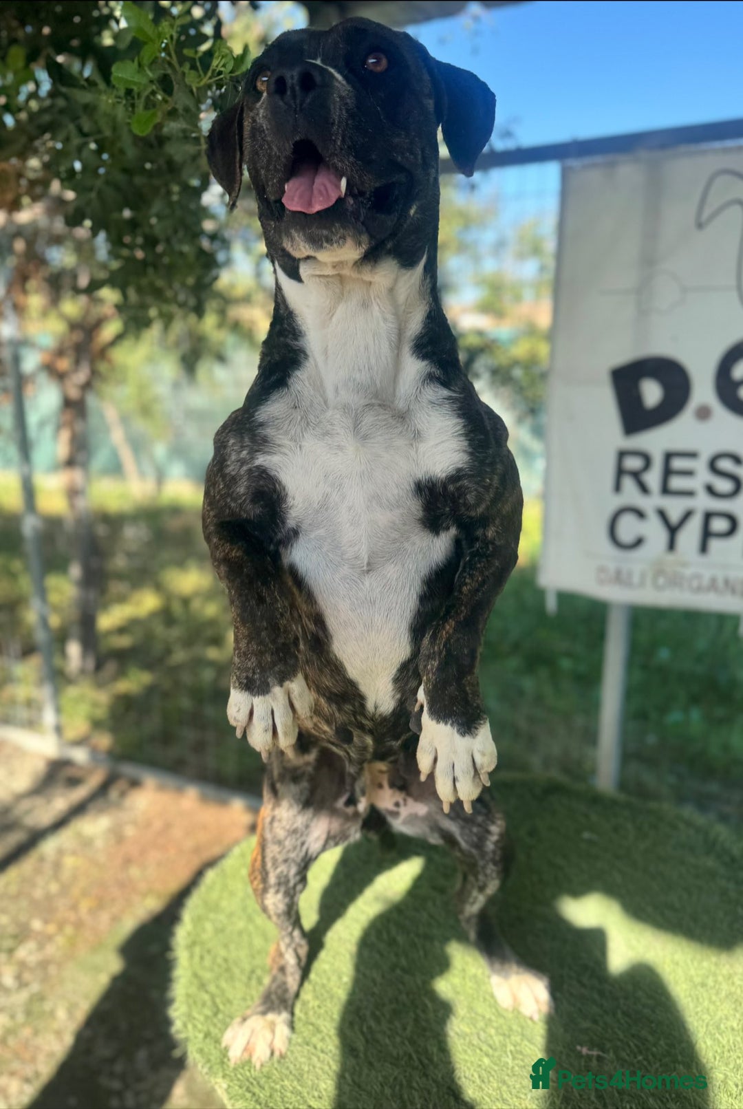 Mixed Breed dogs for adoption: Elle - 4 years old, Gorgeous Brindle Girl - Image 6