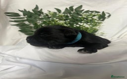 Miniature Schnauzer dogs for sale: Miniature Schnauzer Puppies - Image 15