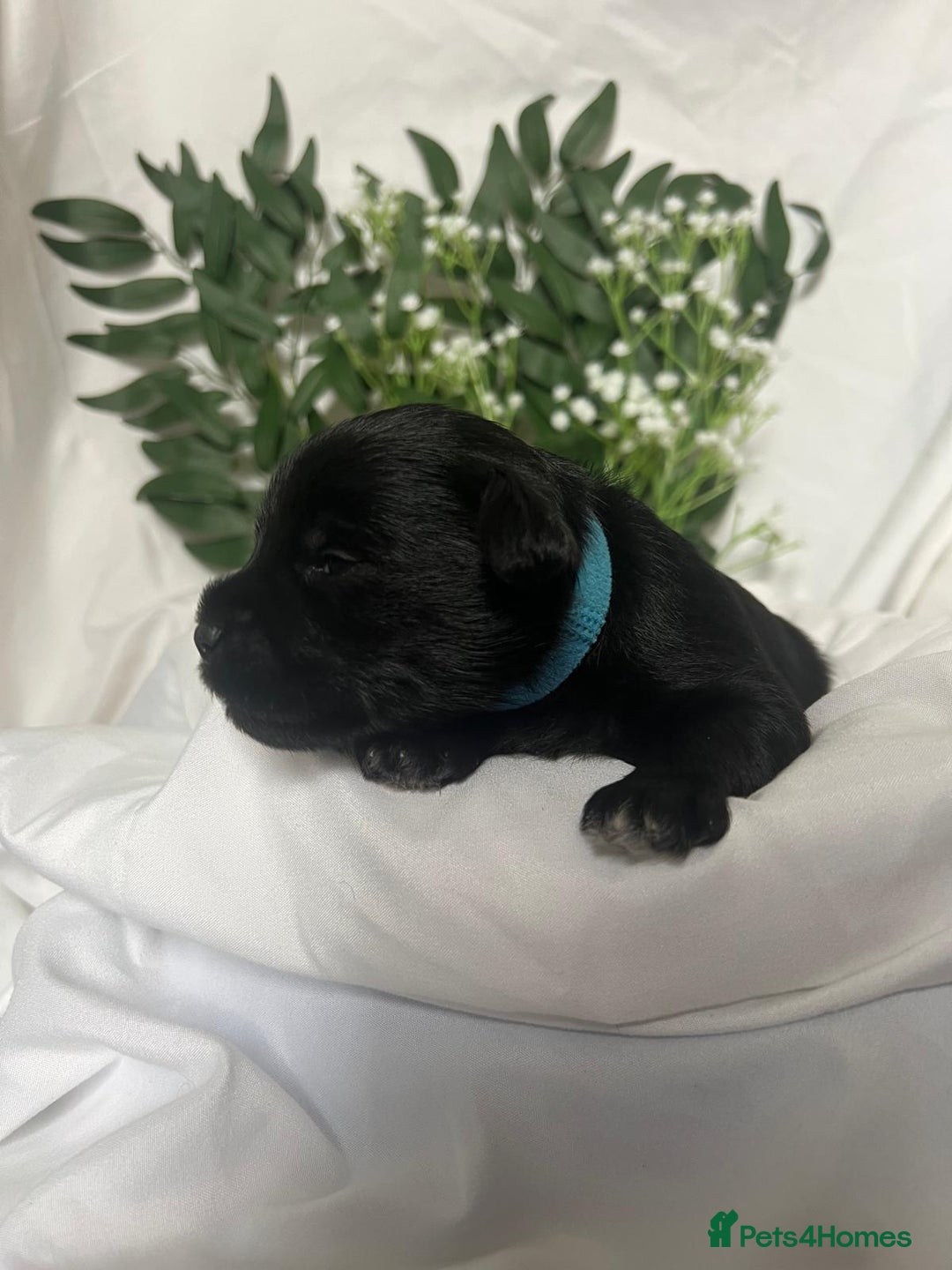 Miniature Schnauzer dogs for sale: Miniature Schnauzer Puppies - Image 15
