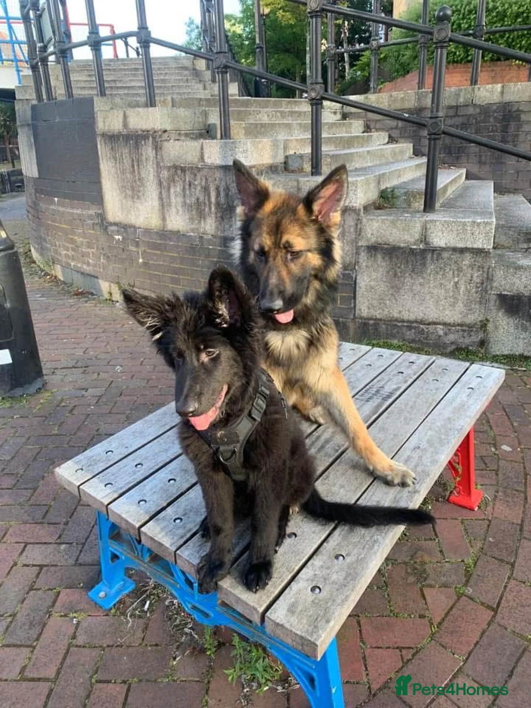German Shepherd dogs for sale: Zeus is looking for his forever home 🏠  - Advert 4